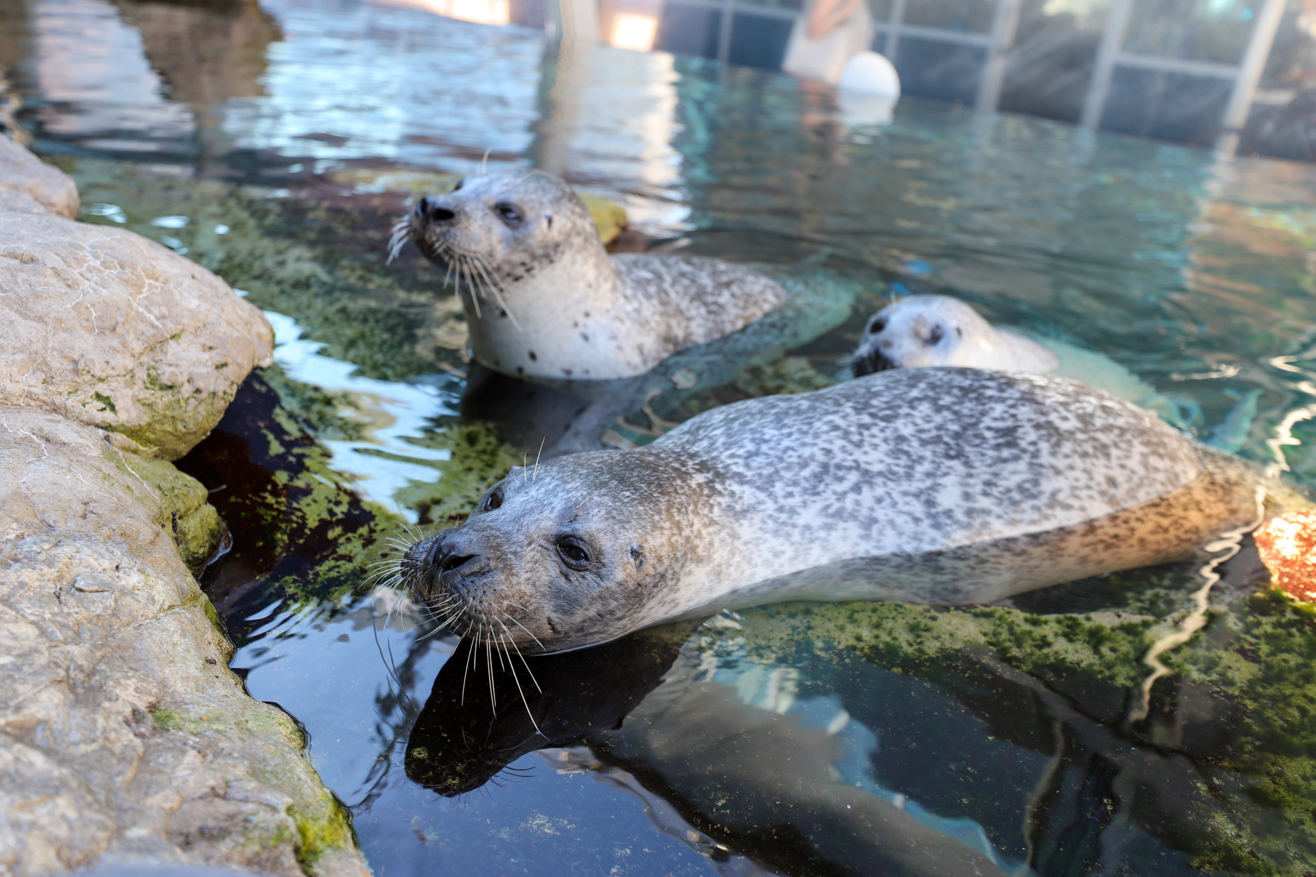 Three grey seals surface onto rocks at the New England Aquarium in Boston MA